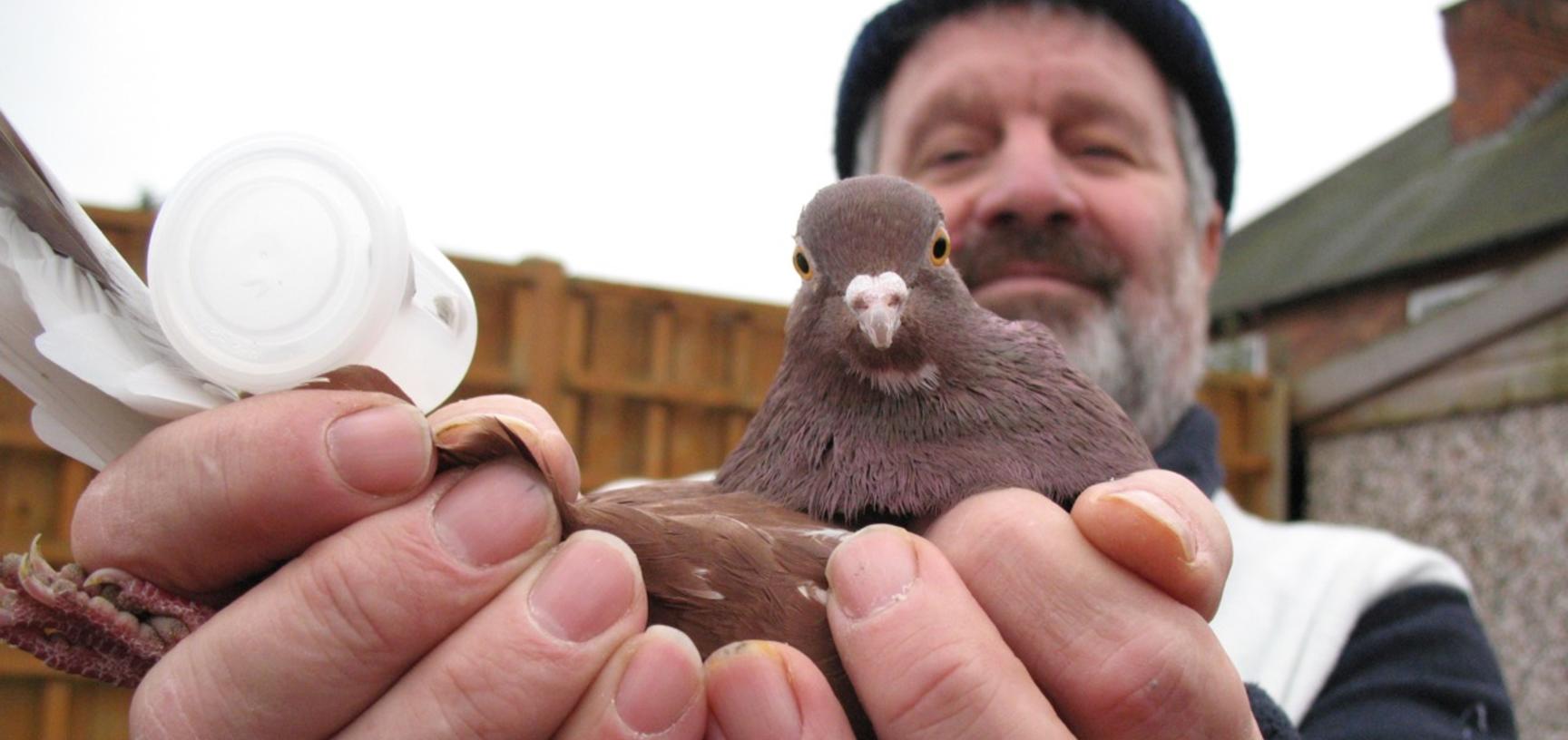 ‘Pigeon Pete’ (Peter Petravicius) is a retired miner/steeple jack/factory worker from Nottingham, with over fifty years of experience as a pigeon-fancier.