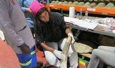 National Museum of Namibia curator Nzila M. Libanda-Mubusisi with one of the elephant tusks during sampling. Photo by: Shadreck Chirikure 
