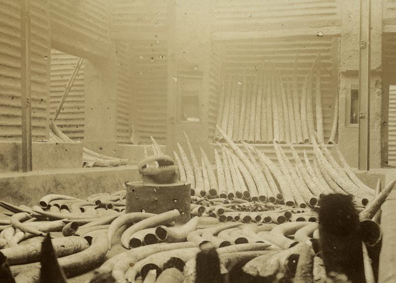 Benin ivory stored in building 1897 Benin ivory stored in building 1897